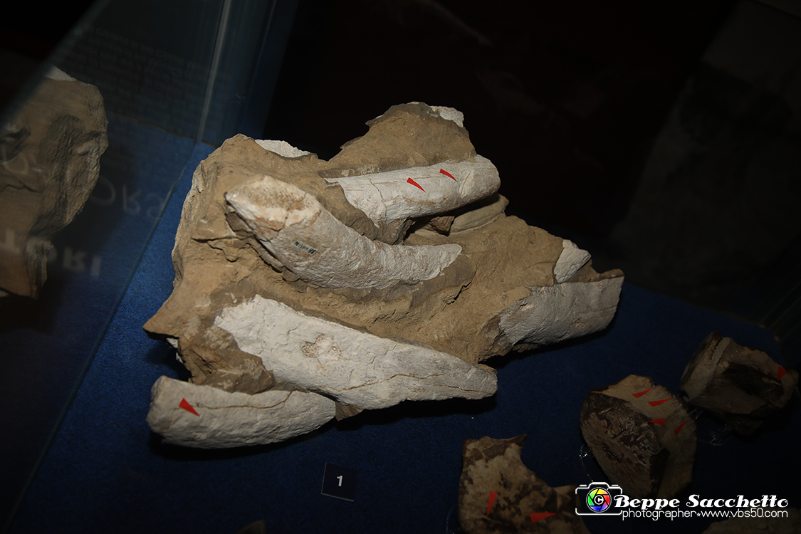 VBS_9558 - Museo Paleontologico - Asti.jpg
